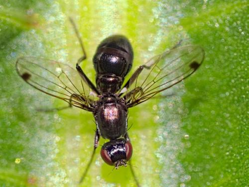 Réf. 339 129 : Sepsis sp.